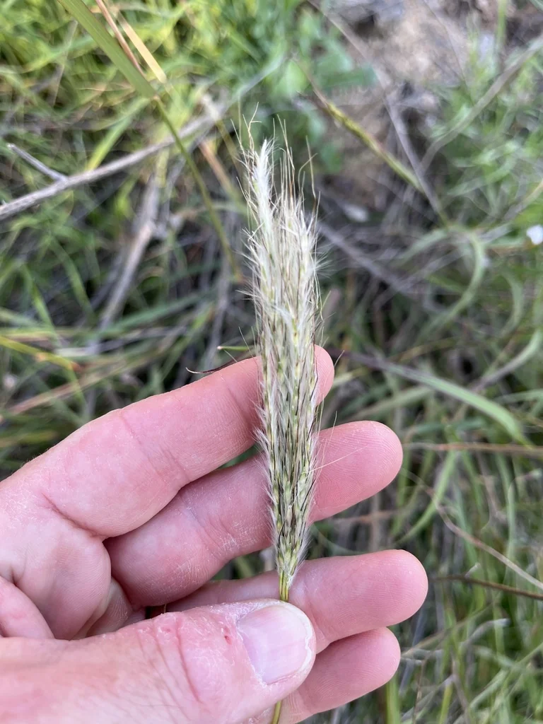 Bothriochloa Barbinodis