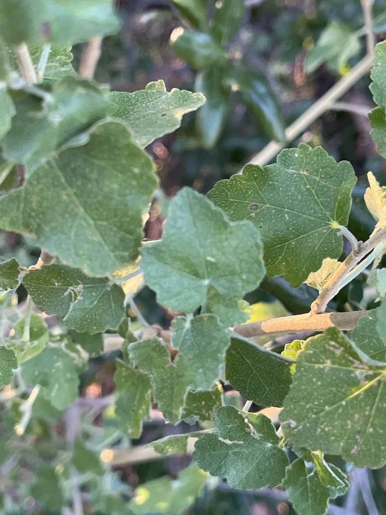 Malacothamnus Fasciculatus