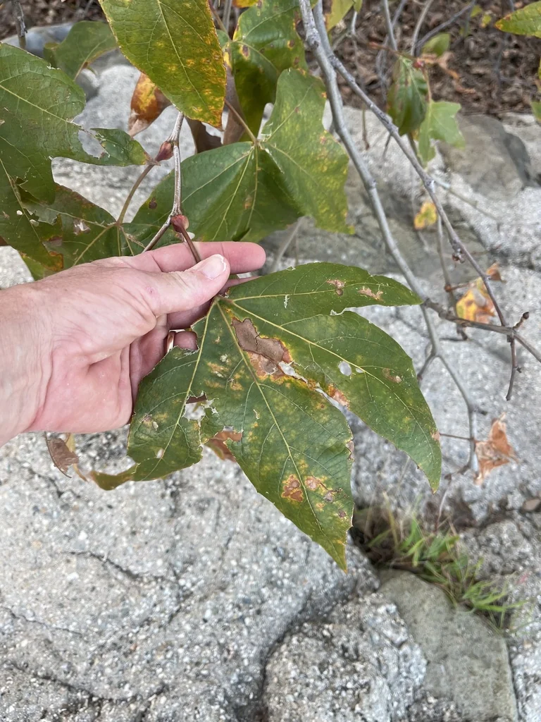 Platanus Racemosa