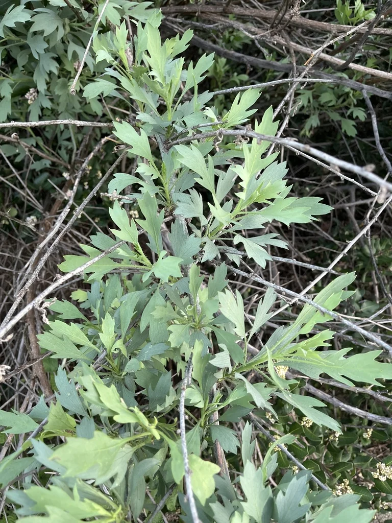 Romneya Coulteri