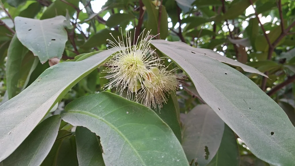 Syzygium Jambos