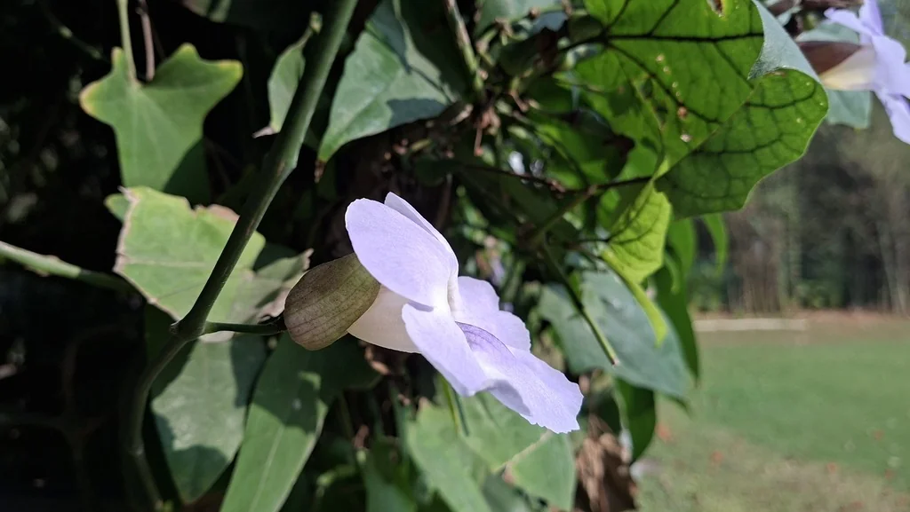 Thunbergia Grandiflora