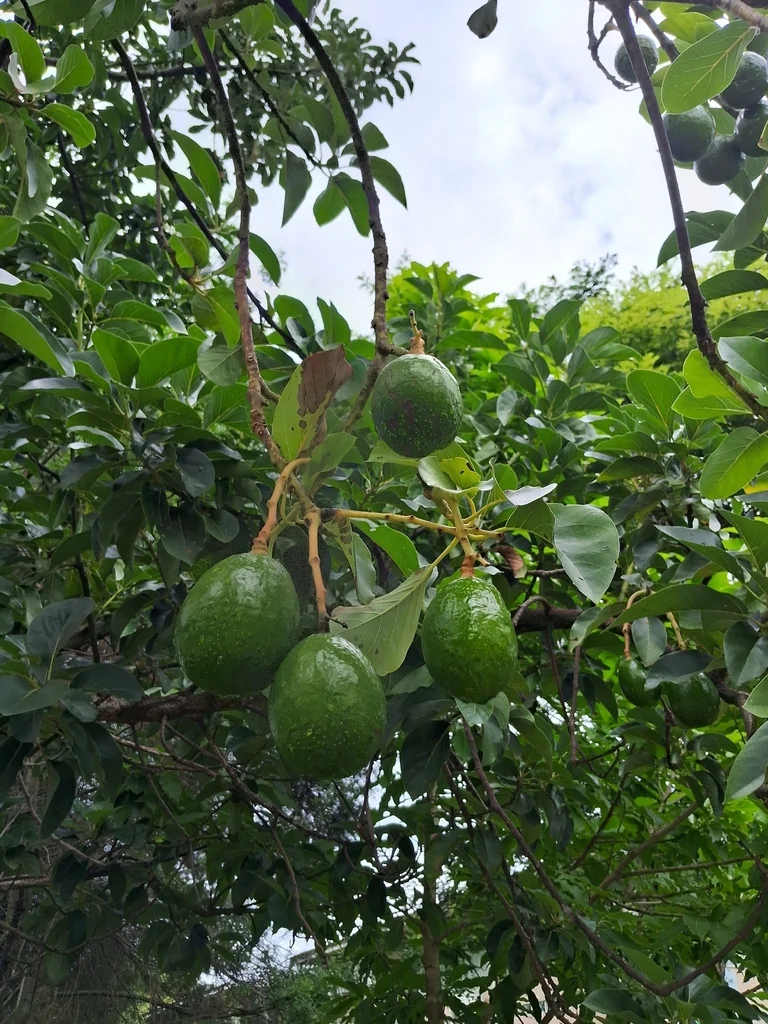 Persea Americana