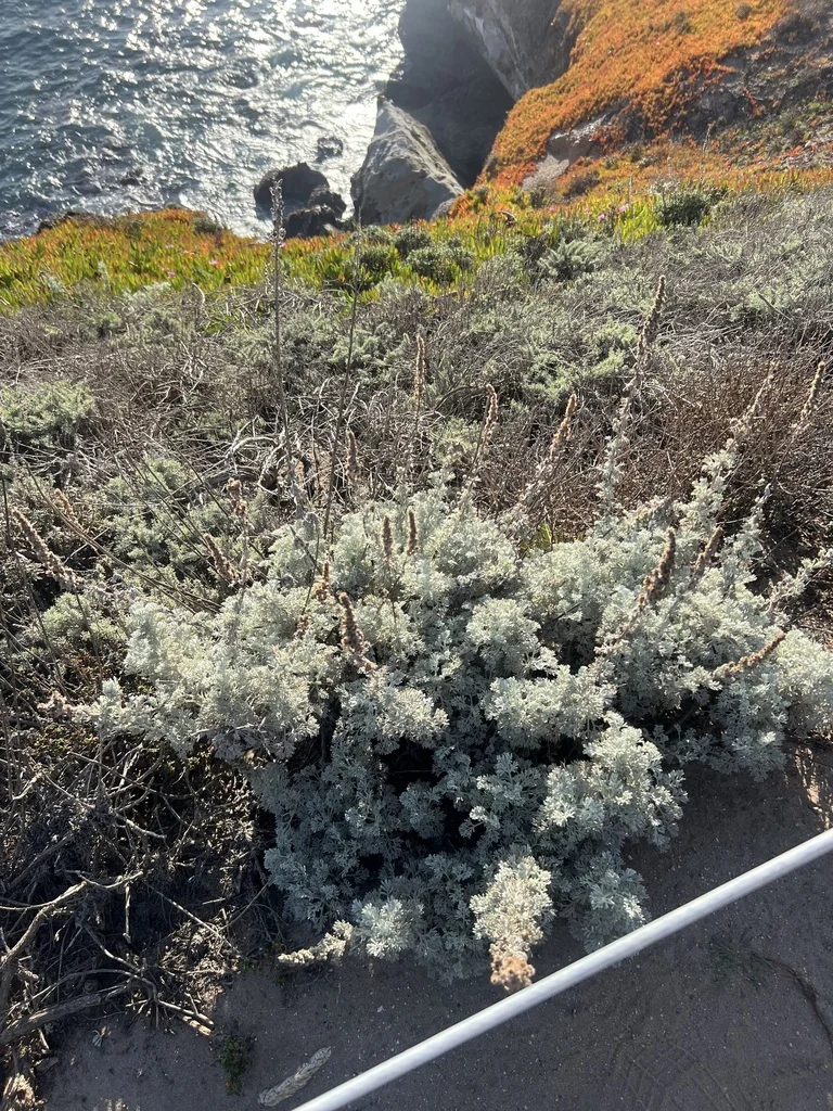 Artemisia Pycnocephala