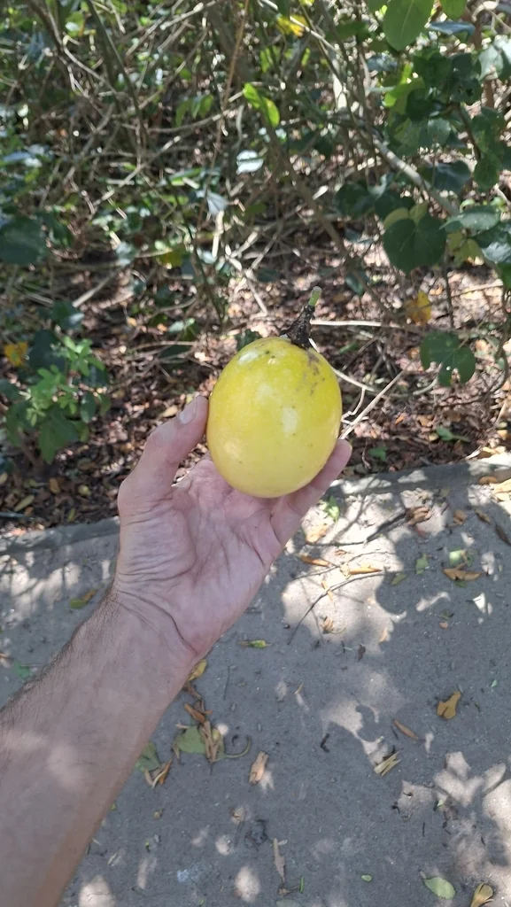 Passiflora Edulis
