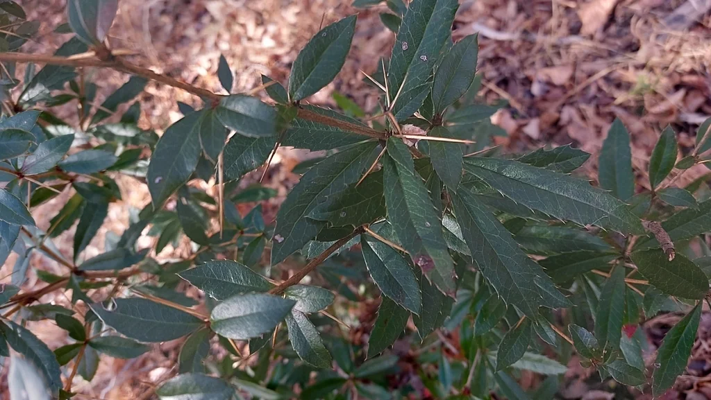 Berberis Julianae