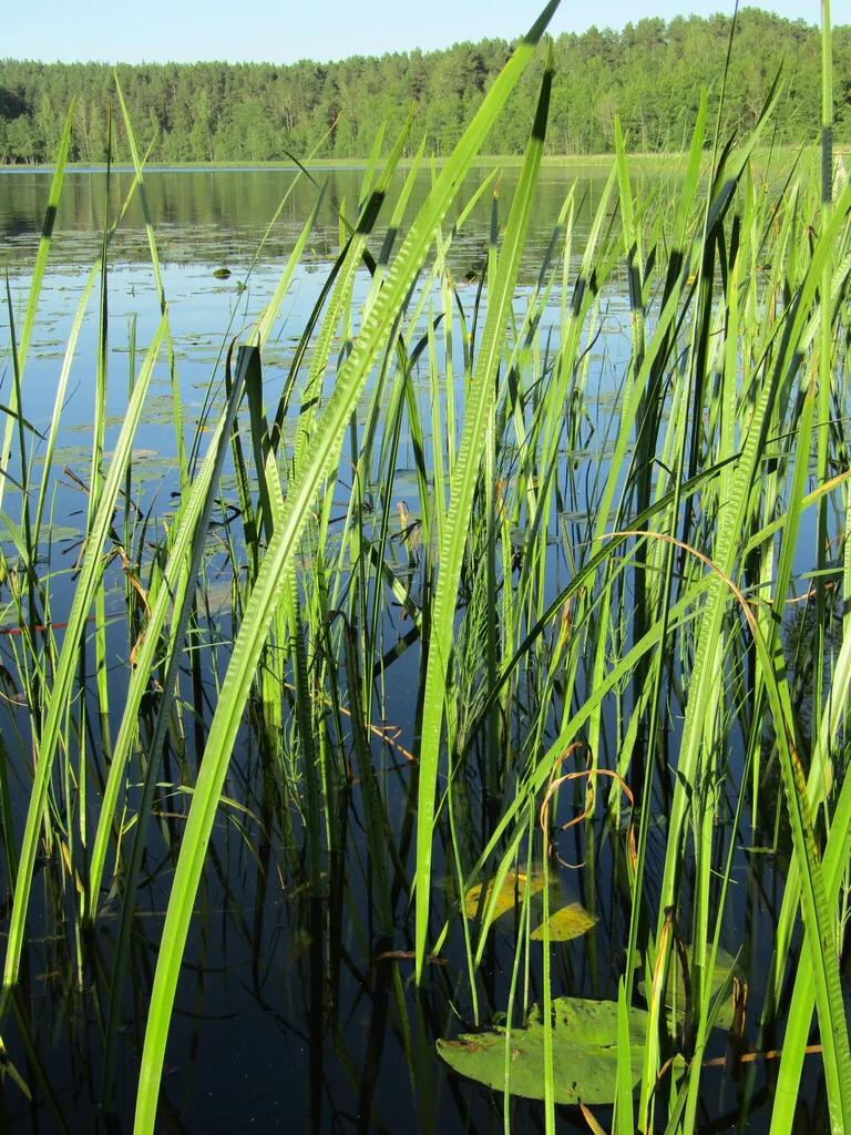 Acorus Calamus