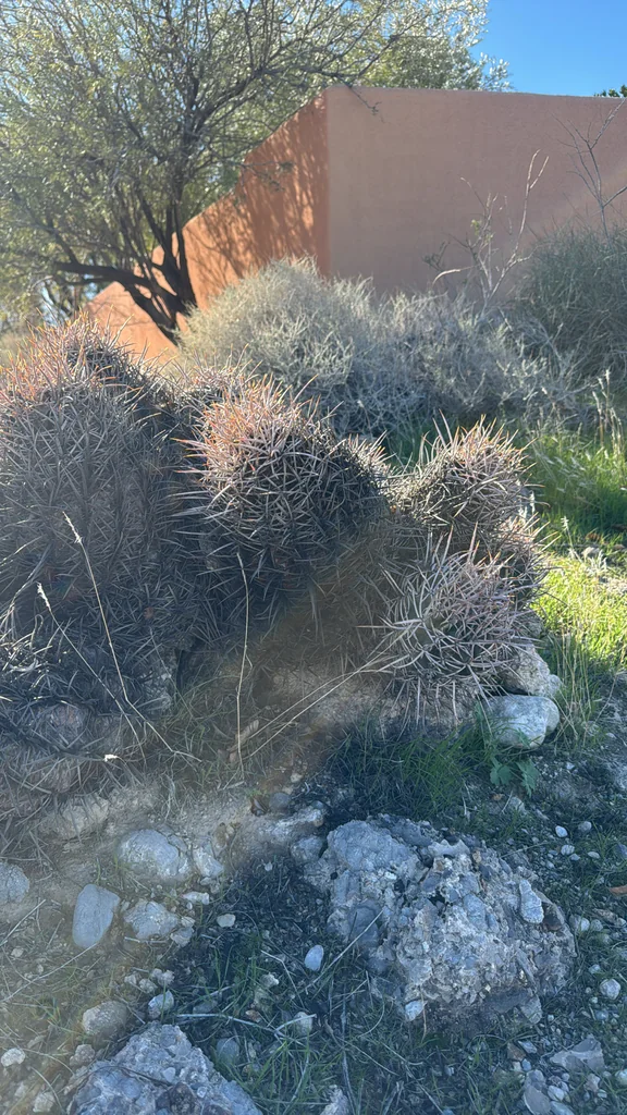 Echinocactus Polycephalus