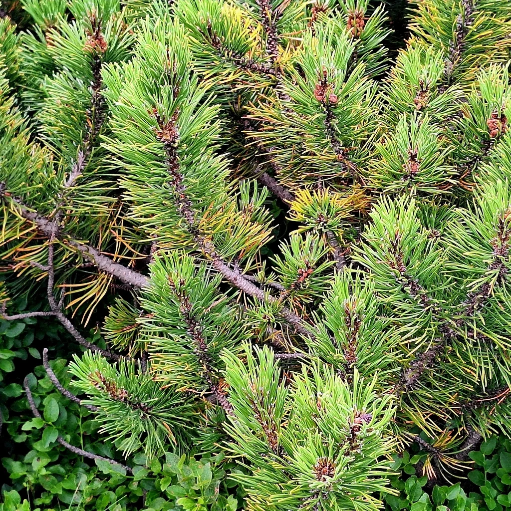 Pinus Mugo Mugo