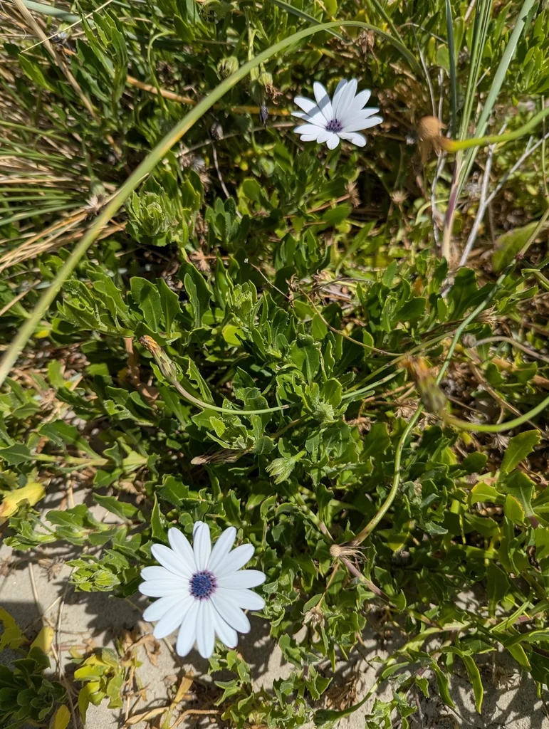 Osteospermum Fruticosum