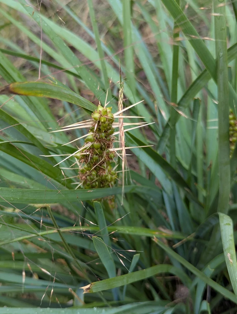 Lomandra Longifolia