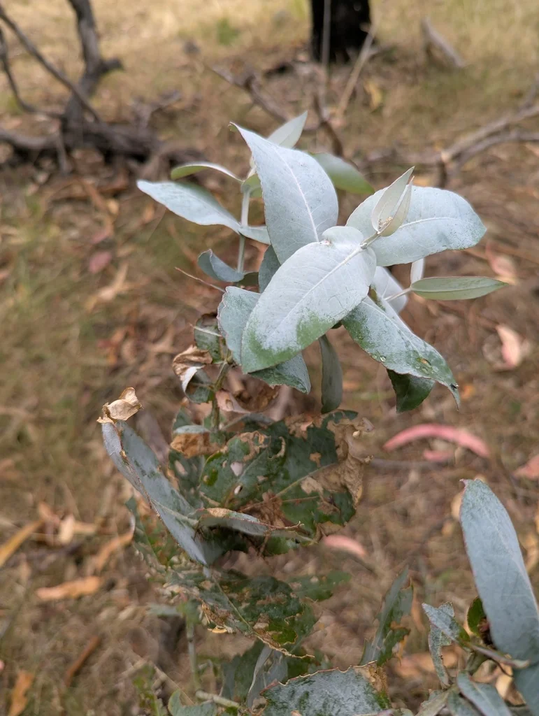 Eucalyptus Globulus