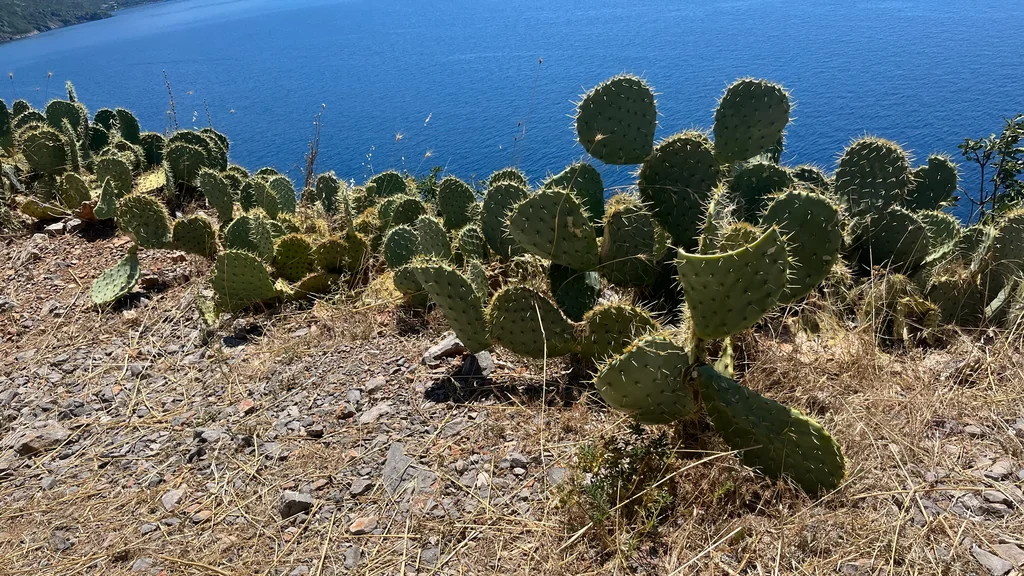 Opuntia Engelmannii