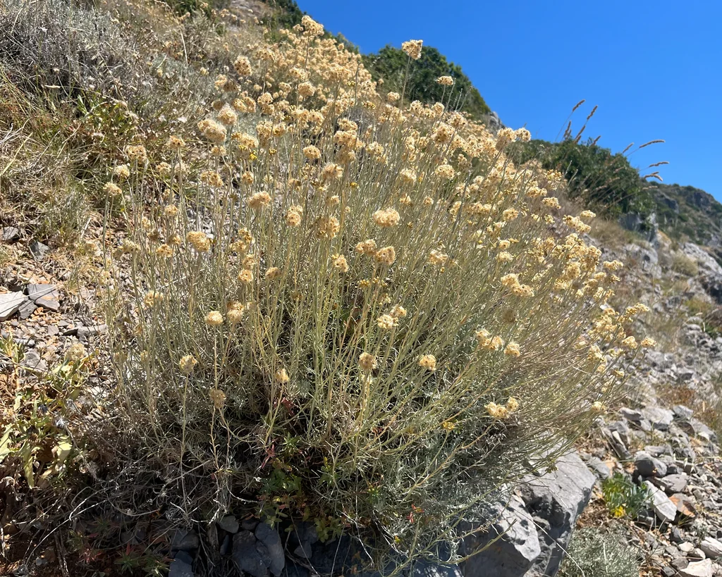Helichrysum Italicum