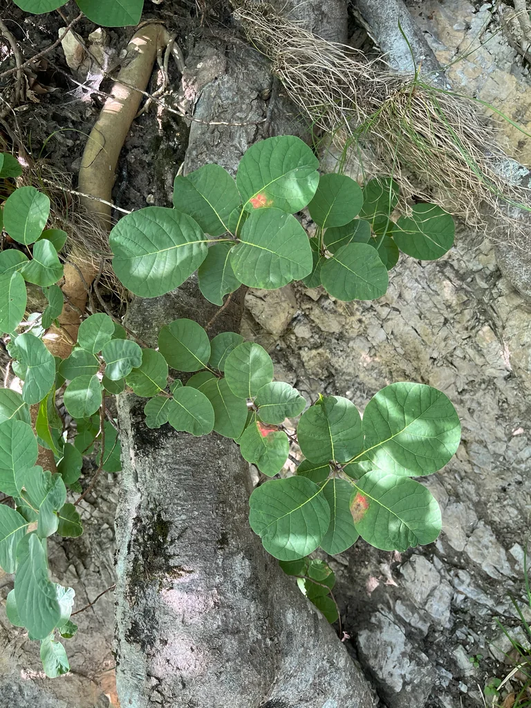 Cotinus coggygria
