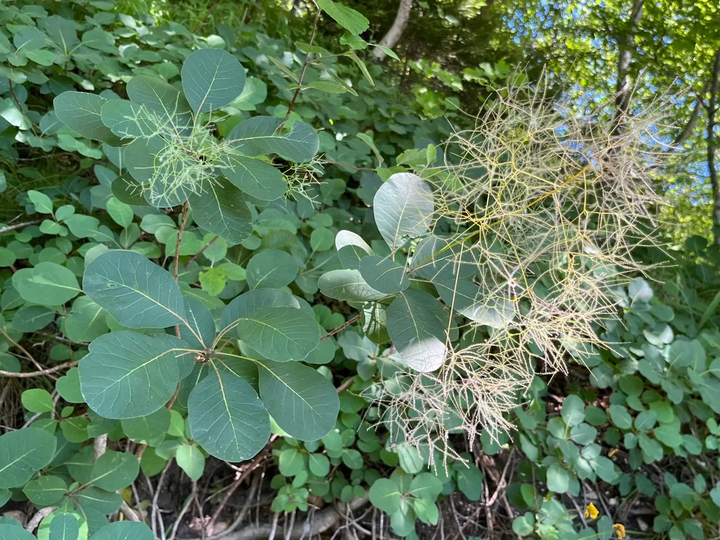Cotinus coggygria