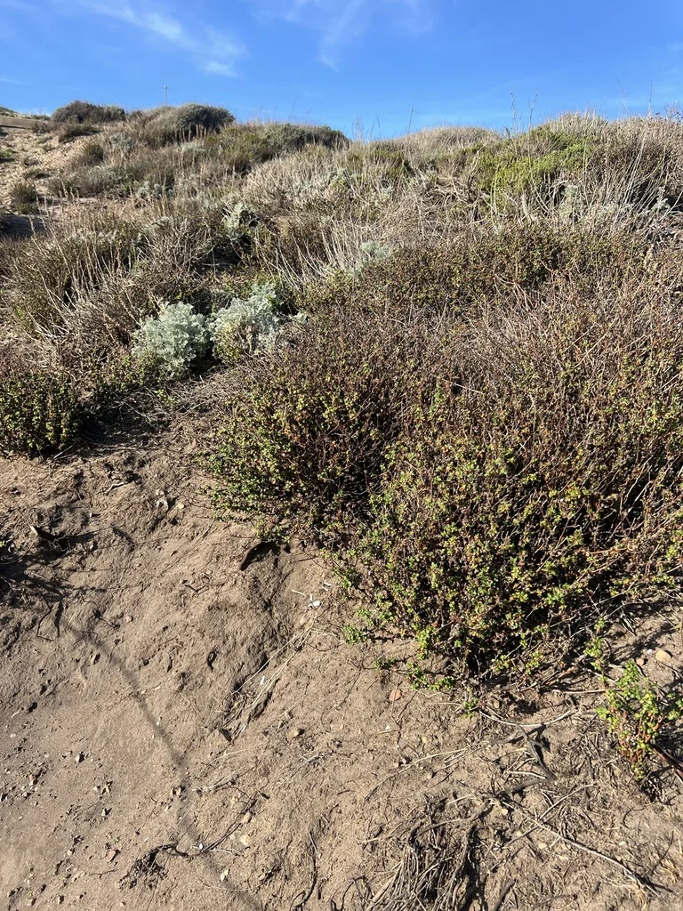 Eriogonum parvifolium