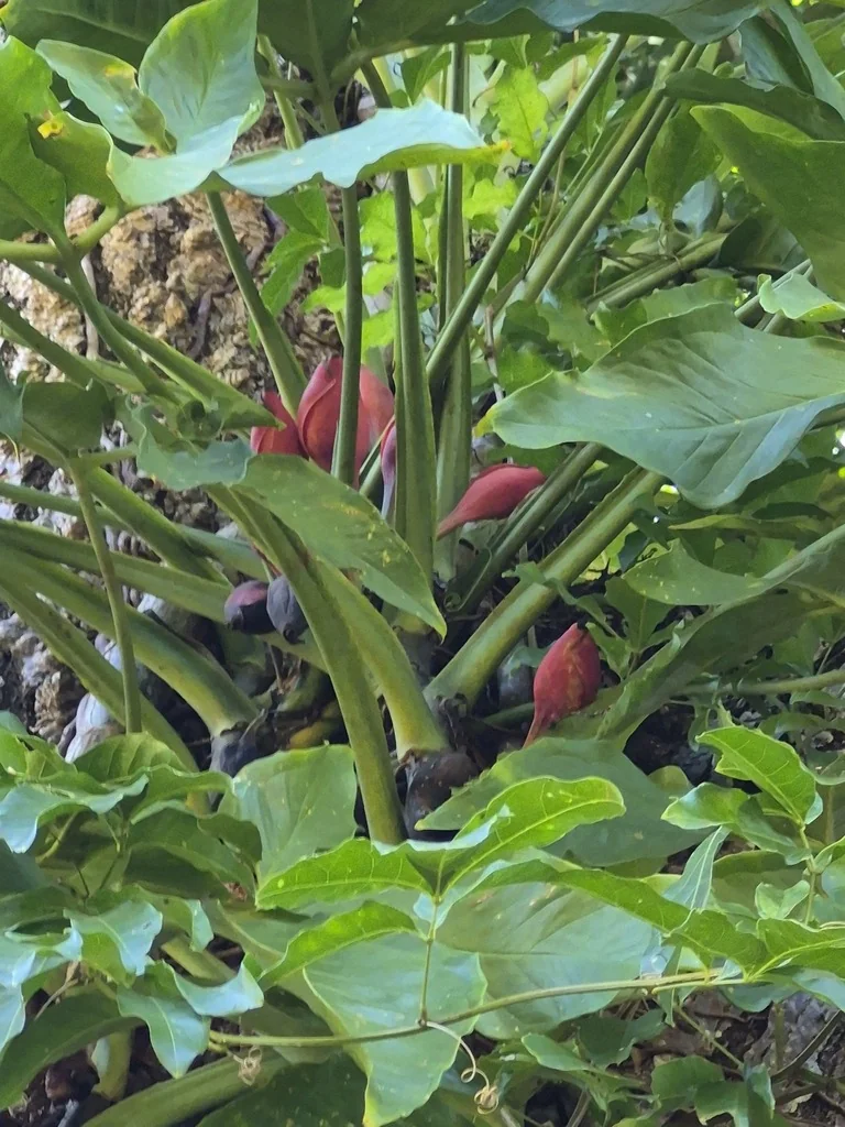 Syngonium podophyllum