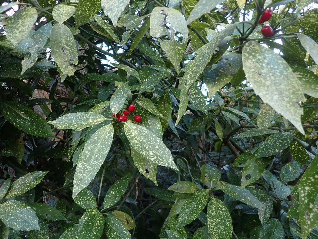 Aucuba Japonica