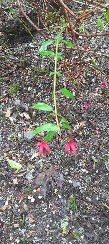 Fuchsia Magellanica