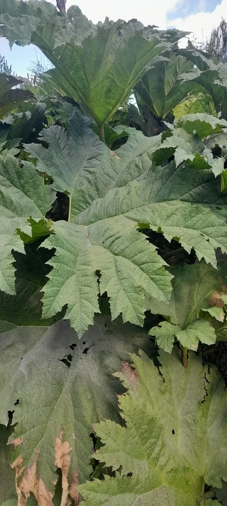 Gunnera Tinctoria