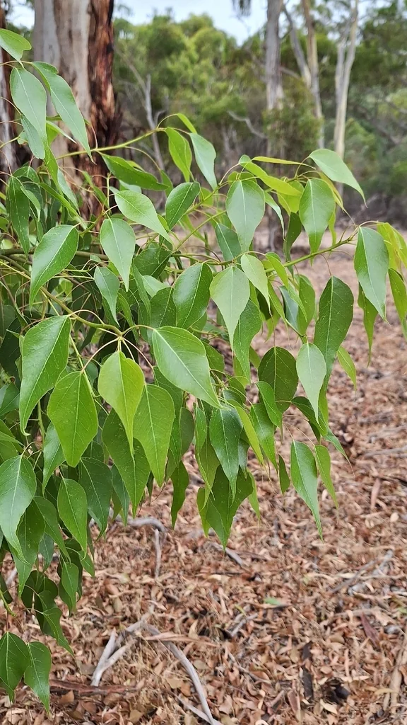 Brachychiton Populneus
