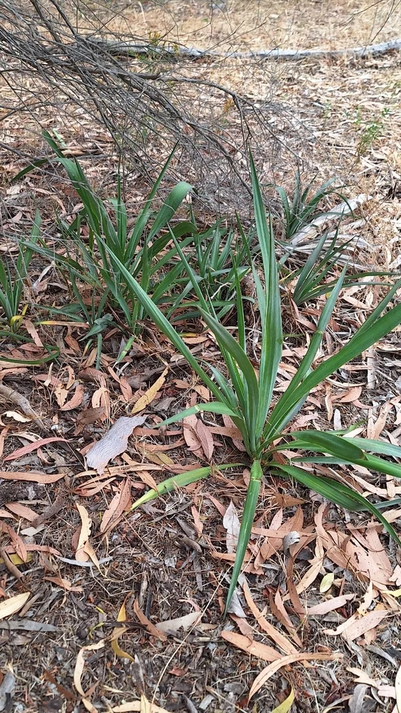 Dianella Longifolia
