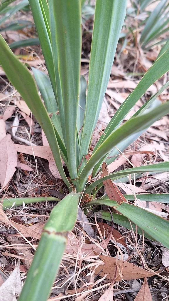 Dianella Longifolia