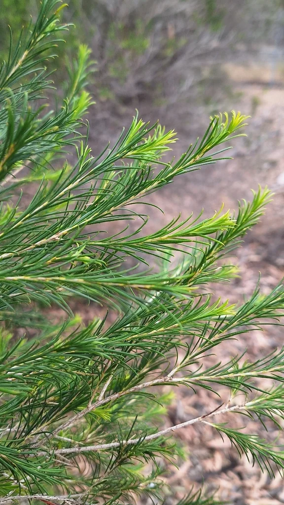 Melaleuca Armillaris