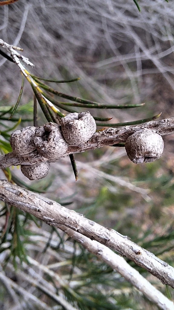 Melaleuca Armillaris