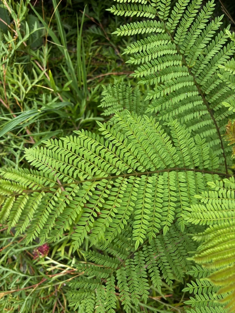 Jacaranda Mimosifolia