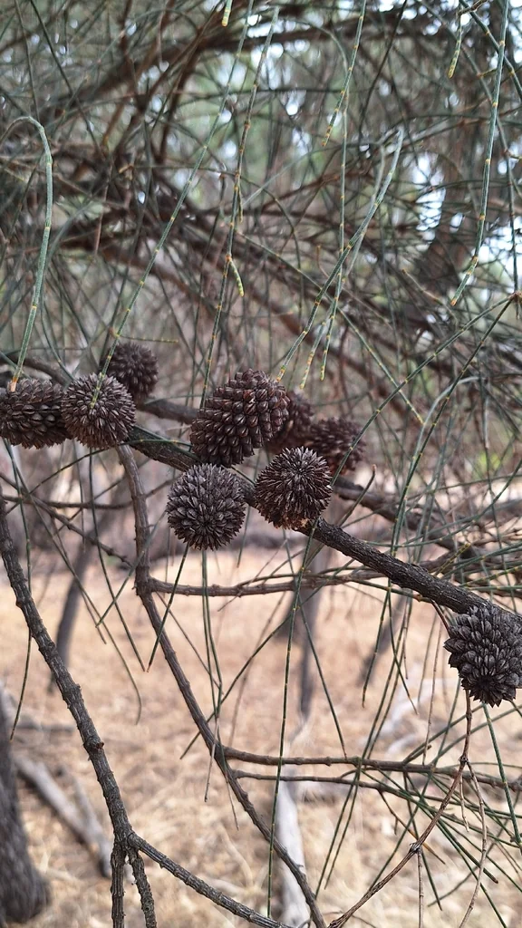 Casuarina stricta