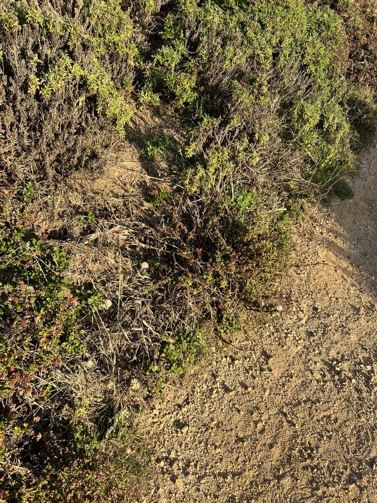 Eriogonum parvifolium