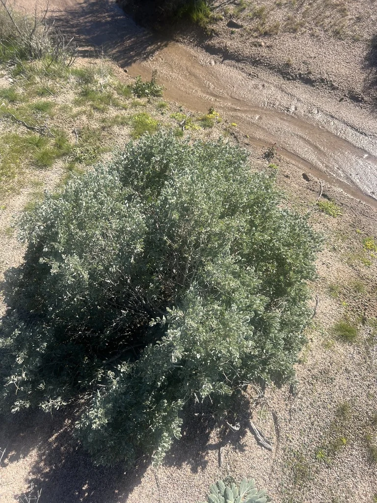Atriplex Confertifolia