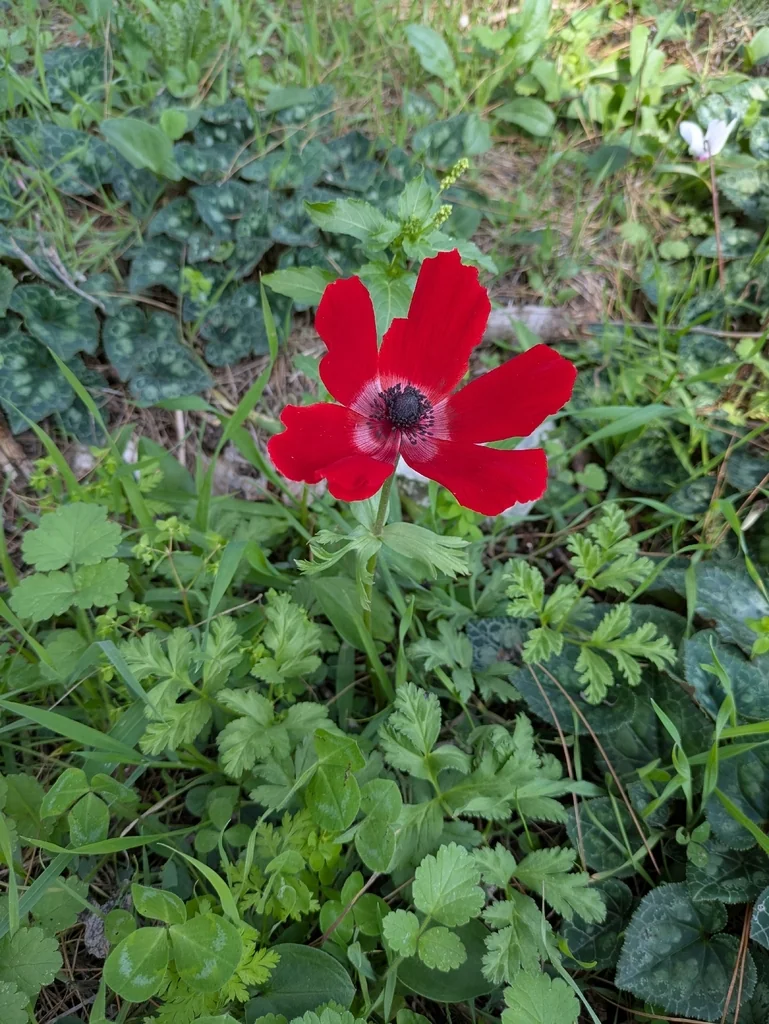 Anemone Coronaria