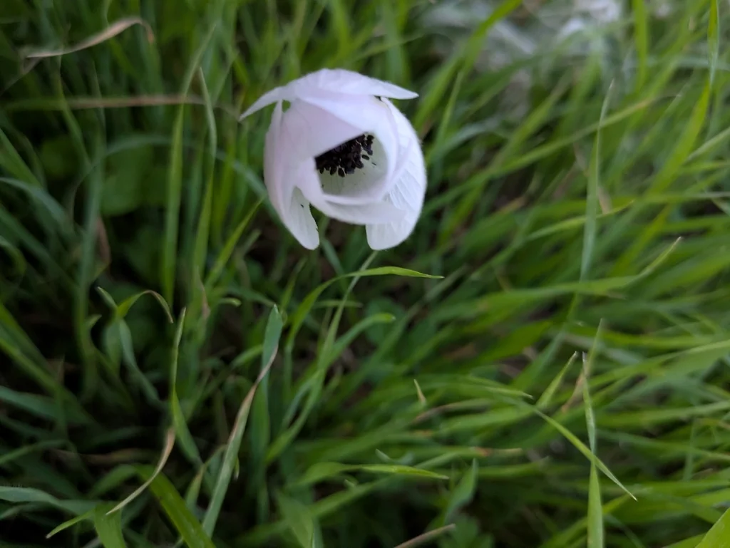Anemone Coronaria