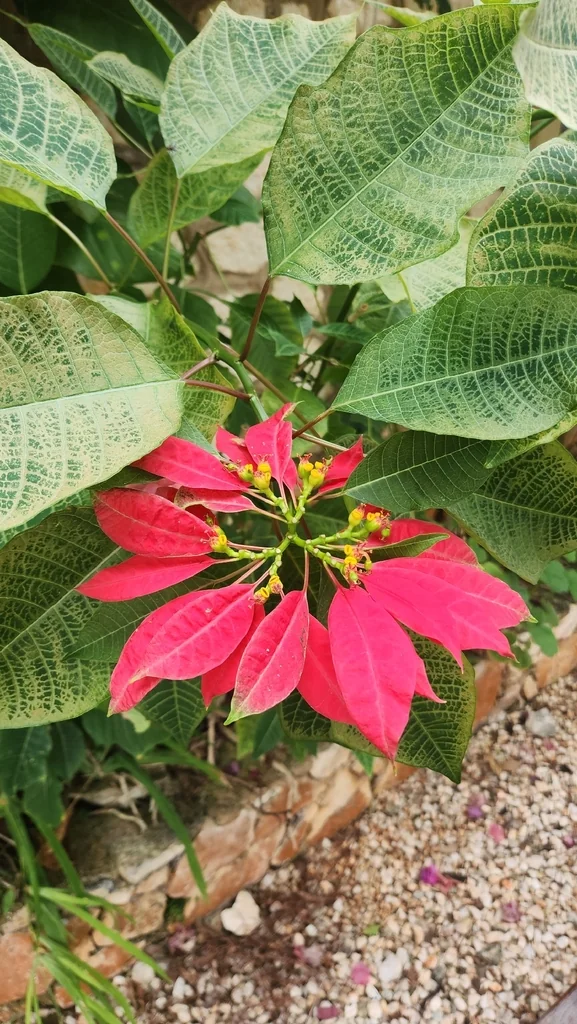 Euphorbia Pulcherrima