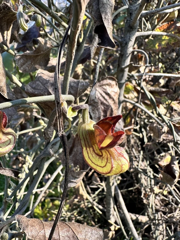 Aristolochia Californica
