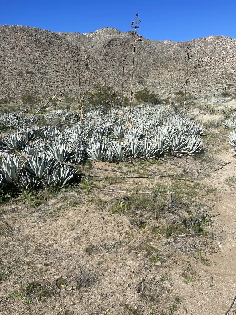 Agave Deserti