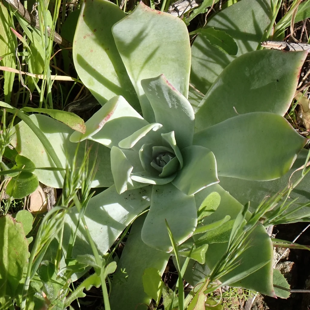 Dudleya Pulverulenta