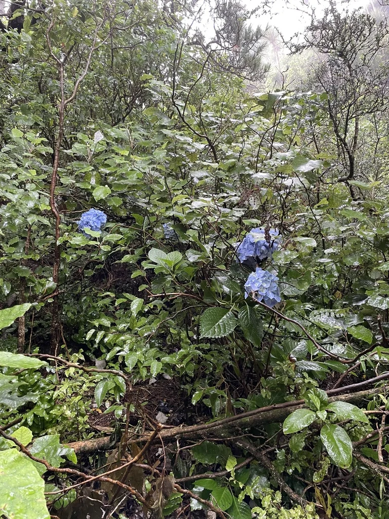 Hydrangea macrophylla