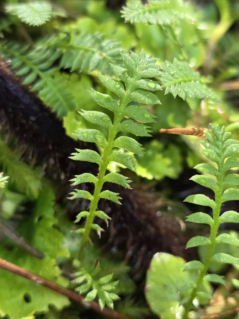 Leptinella Squalida
