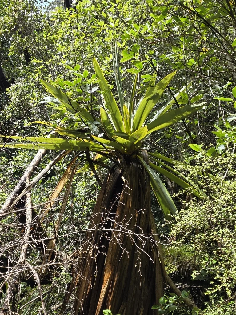 Dracaena indivisa