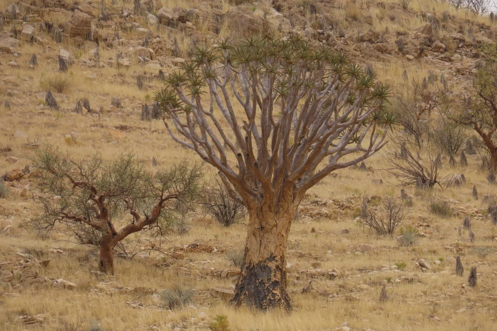 Aloe Dichotoma