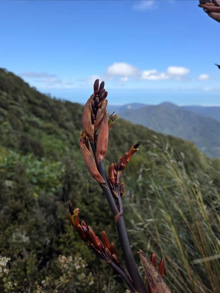 Phormium Cookianum