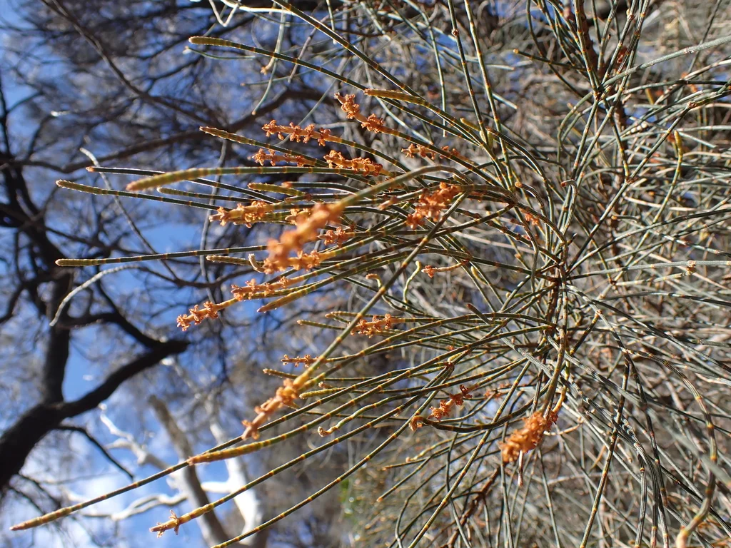 Casuarina stricta