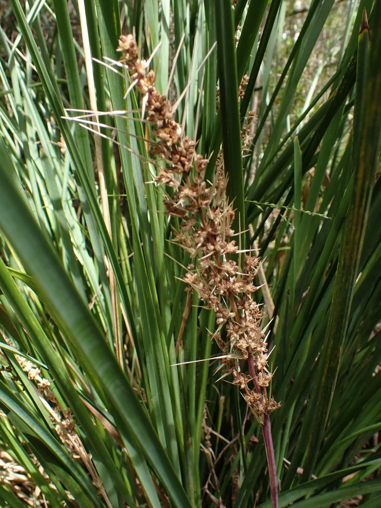 Lomandra Longifolia