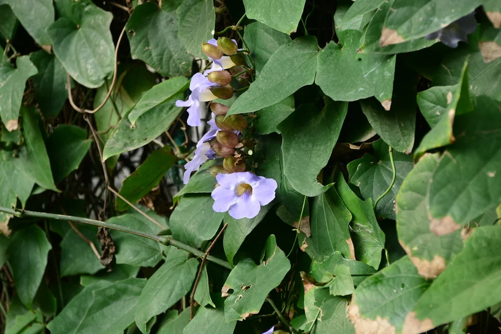 Thunbergia Grandiflora