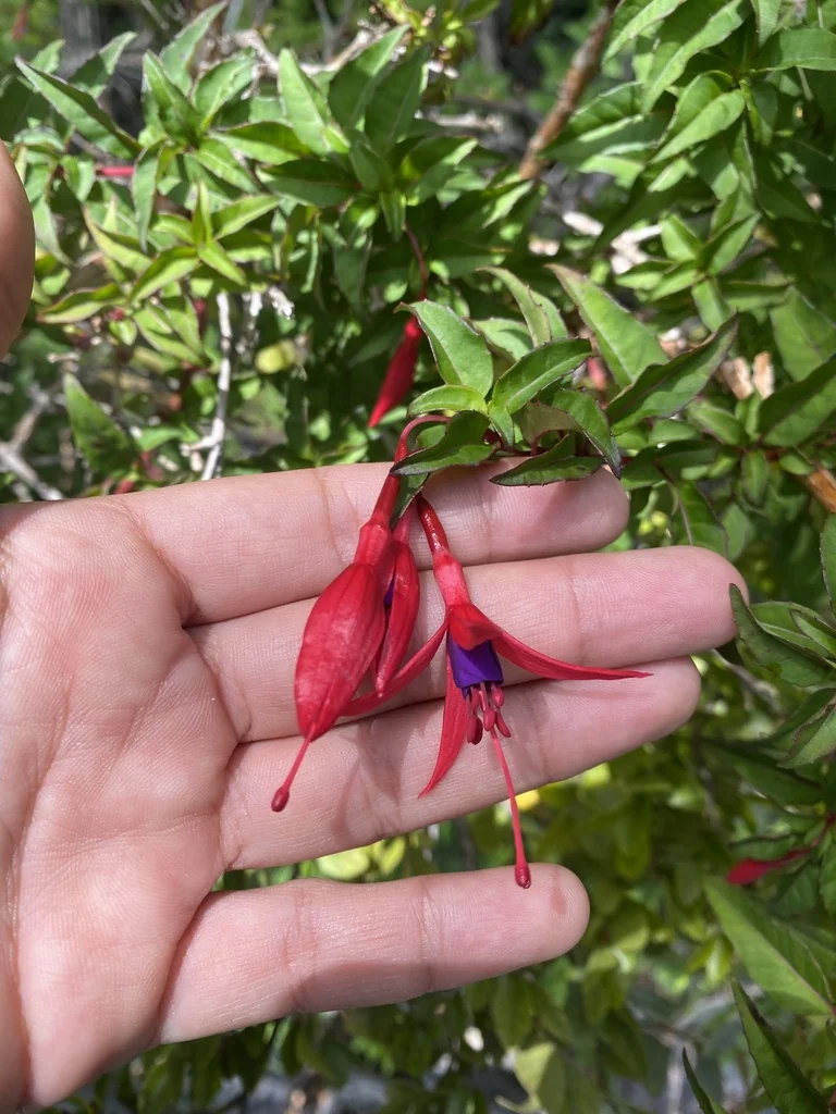Fuchsia Magellanica