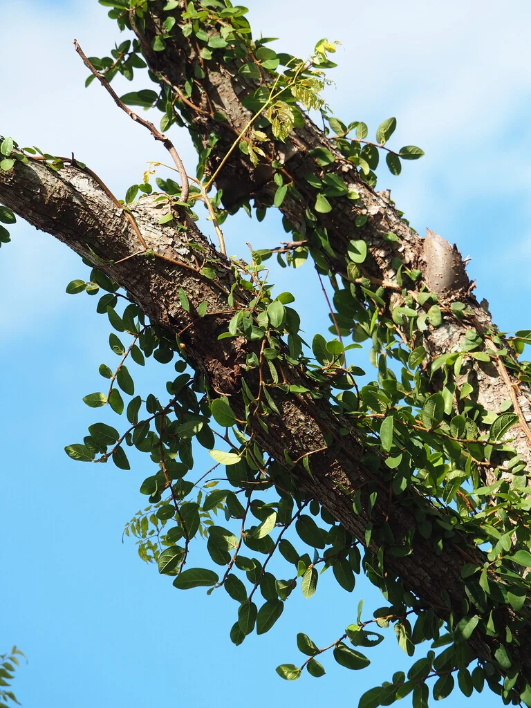 Ficus Pumila